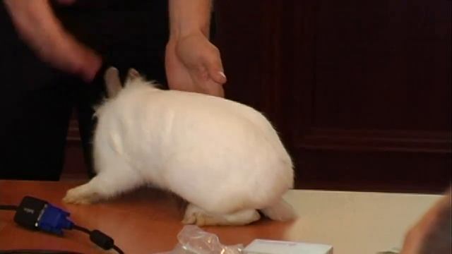 Easy Rabbits: Проверка самок кроликов на сукрольность (пальпация) смотреть онлайн