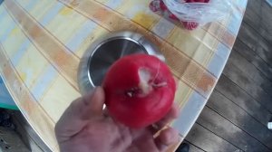 Редис размером с яблоко. Выращивание редиса. Урожайный сорт редиса.