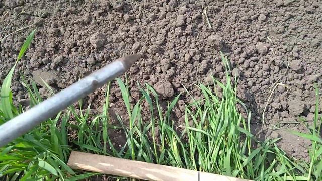 Посадка картофеля под лопату. Закапываю рожь, сажаю картофель. Глубина посадки картофеля.