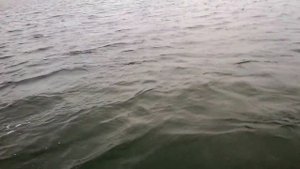 Балтийский лосось