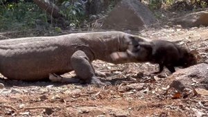 New Attack Komodo Catch Wild Boar Alive