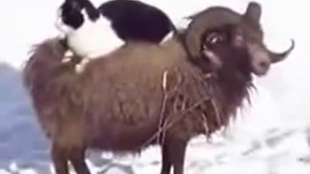 Баран перевозчик смотреть онлайн