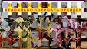 ВАЖНЫЕ ФАКТОРЫ для ЦВЕТЕНИЯ ОРХИДЕИ! РОЛЬ ТЕМПЕРАТУР в ЦВЕТЕНИИ ОРХИДЕИ. УХОД ЗА ОРХИДЕЕЙ ОСЕНЬЮ!!!
