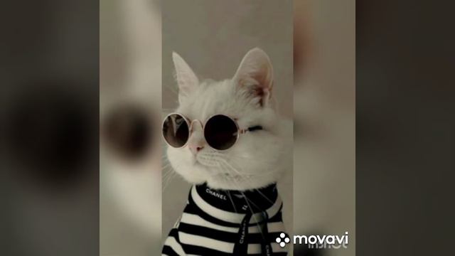 Милые собачки и не только 🌷🐾 смотреть онлайн