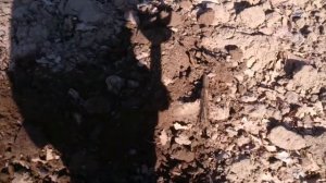 Коп монет весной, garrett gti 2500 & xp deus