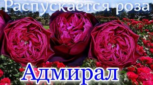 Как распускается роза Адмирал. Timelapse Rose 4К. Admiral (Tantau 2017)