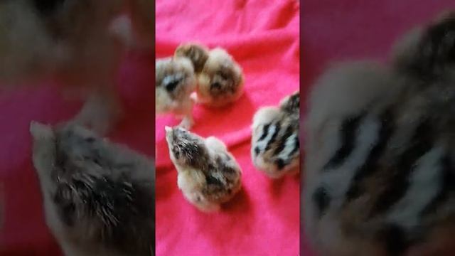Брама Криль, суточные цыплята... Кто  петушок, кто курочка, как различить???!!!