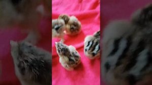 Брама Криль, суточные цыплята... Кто  петушок, кто курочка, как различить???!!!