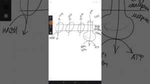 окислительное фосфорилирование