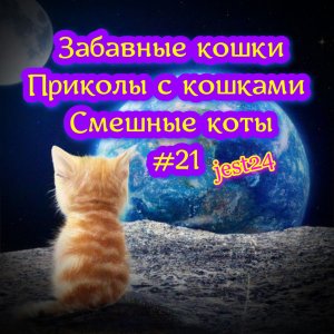 Забавные кошки / Приколы с кошками / Смешные коты #21