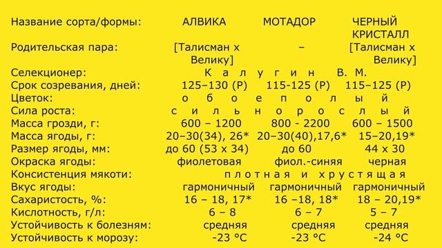 @Какой виноград посадить: Алвику Матадор или Черный кристалл? смотреть онлайн