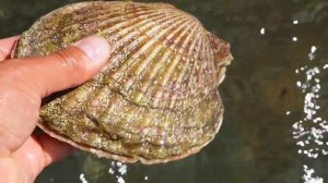 Прогулка после шторма ? Немного, но на обед хватило.