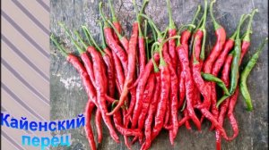 Какие овощи убивают рак