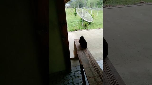 Meu gato Dionísio está em cima do banco 😹🥰