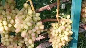 @Виноград Тасон  Виноградник Гергеля, Полтава 2022