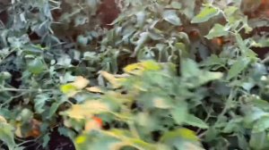 Желтый АСВОН ( Kitano seeds) Меняем цвет томата