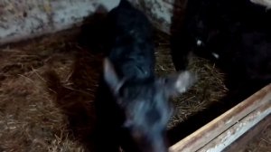 как ложится лимузин на черно-пеструю породу коров. эксперимент.