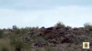 Леопард против анаконды