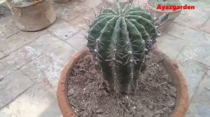 How to Grow Echinopsis Cactus | Echinopsis Oxygona Care | Echinopsis Cactus Propagation (Urdu/Hindi