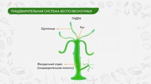 Биология 8 класс. Питание и пищеварительная система