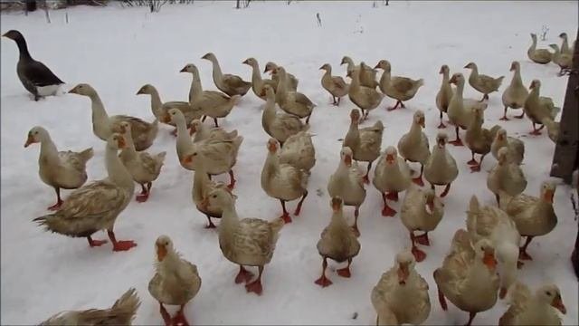 ЦЕЛИТЕЛЬСТВО