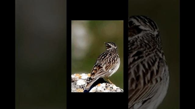 Звук жаворонка и кукушки на опушке леса