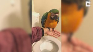 Попугаи ходят в туалет по команде