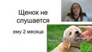 Что делать? Щенок не слушается в 2 месяца? что делать? щенок не слушается  в 3 месяца