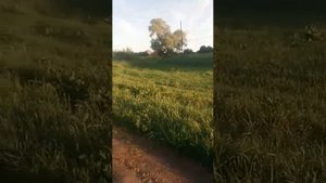 Подготовка корма для Белого Амура