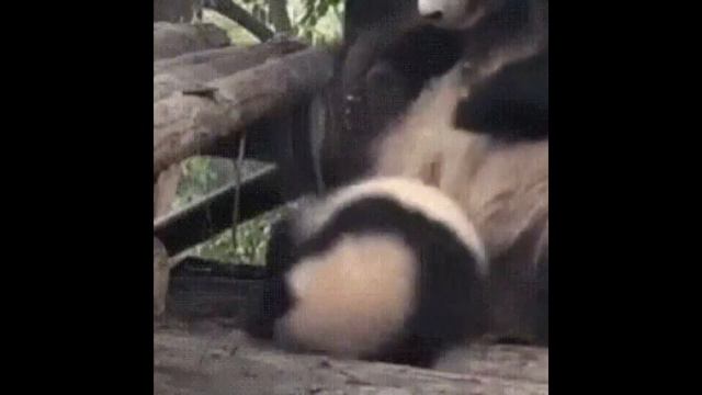 Я РЖАЛ ВЕСЬ РОЛИК! СМЕШНЫЕ ЖИВОТНЫЕ! смотреть онлайн