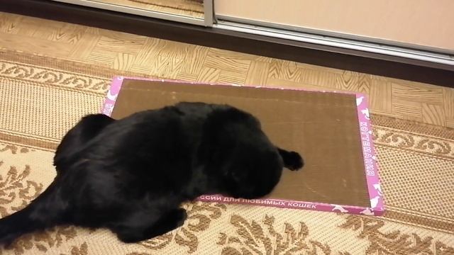 Когтеточка в эксплуатации?? смотреть онлайн