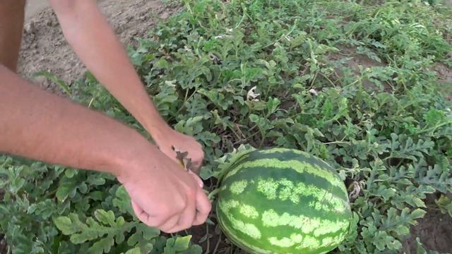 АРБУЗЫ НА БАХЧЕ # ПРИЕЗЖАЙТЕ СОБИРАЙТЕ смотреть онлайн
