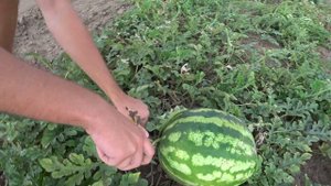 АРБУЗЫ  НА БАХЧЕ # ПРИЕЗЖАЙТЕ СОБИРАЙТЕ