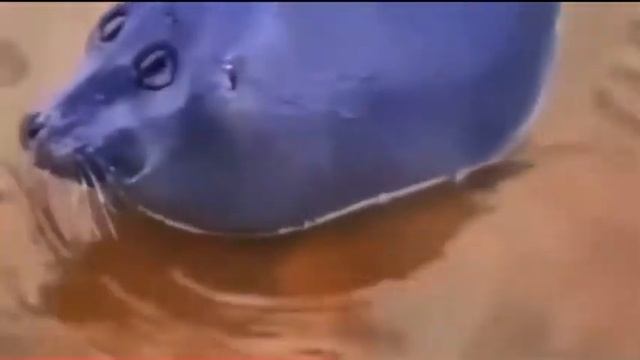 Грустный морж мем смотреть онлайн