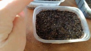 Долго)) Как же они долго всходят))) Первые всходы бегоний)))