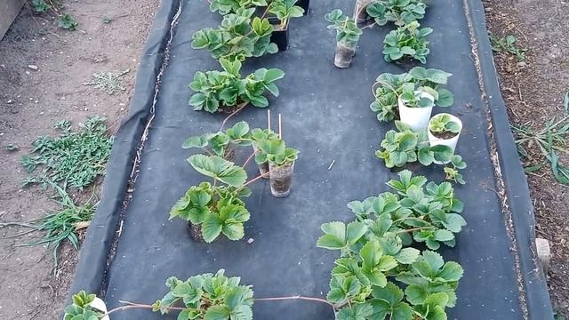 Как вырастить рассаду клубники в стаканчиках.Уход за клубникой после плодоношения в июле. смотреть онлайн
