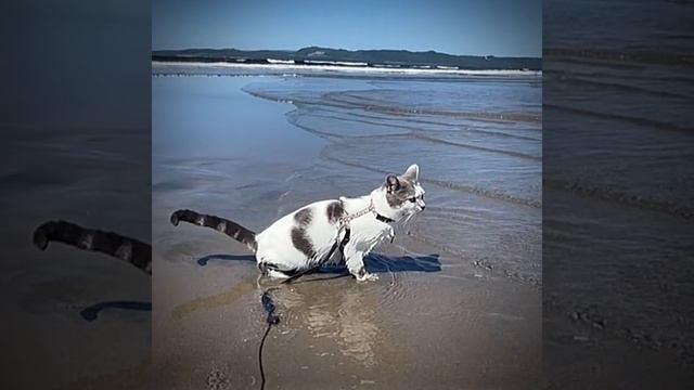 СМОТРИ И СМЕЙСЯ смотреть онлайн