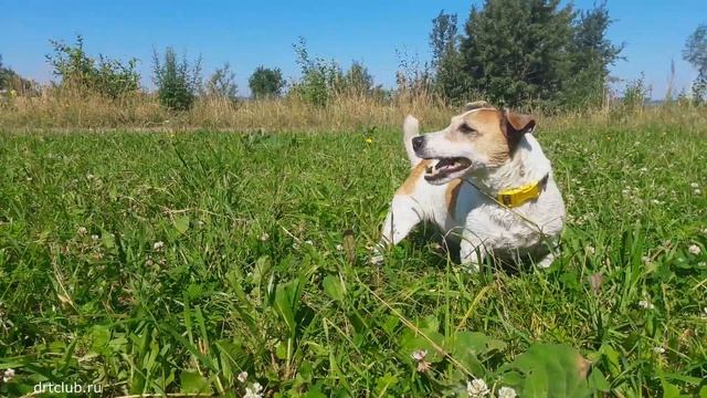 ПОДСУНУЛИ! Это джек рассел терьер или коровка? Собака ест траву смотреть онлайн