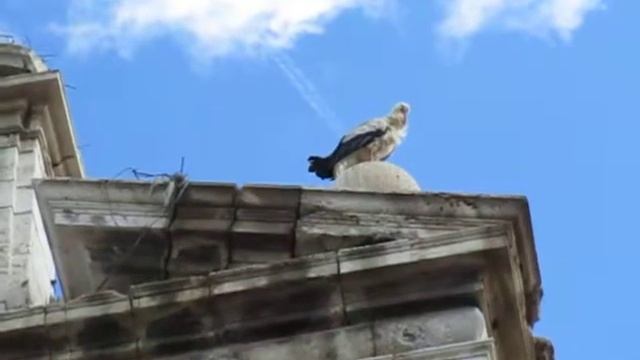 Алькала-де-Энарес, пригород Мадрида, аист на крыше смотреть онлайн