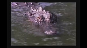 Крокодилы убивают Ягуара. Очень печальное видео.