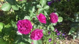 Роза МИНЕВРА (Minerva)