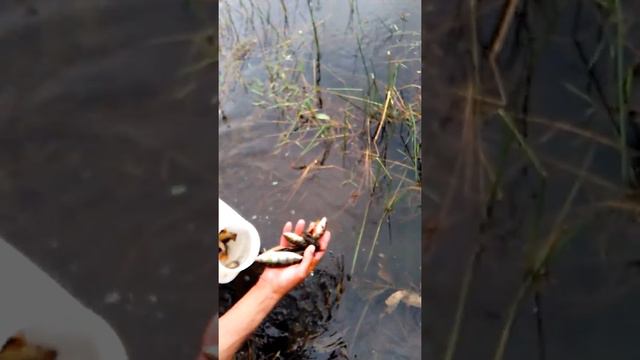 Зарыбление водоемов в сысертском районе смотреть онлайн