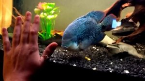 Vieja Zonatus - Large Cichlid