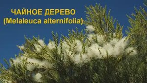 Масло чайного дерева: эфирное масло №1 в любой аптечке