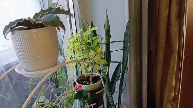 Обзор комнатных растений 2023 Часть2 смотреть онлайн