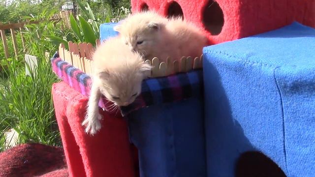 Little kittens play in the castle смотреть онлайн