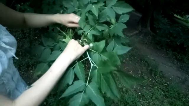 Семейство Клёновые, или Ботаника полна любви и ласки смотреть онлайн