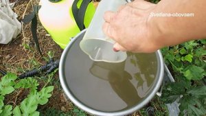 ЗОЛА-ОБРАБОТКА ВИНОГРАДА от ОИДИУМА, МИЛЬДЬИ,АНТРАКНОЗА .ПРИГОТОВЛЕНИЕ ЗОЛЬНОЙ ВЫТЯЖКИ..