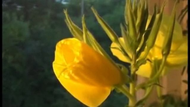 Так раскрываются цветы ослинника.flv смотреть онлайн