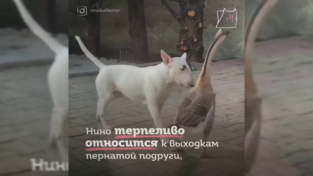 Дружба бультерьера и гуся! Такого вы ещё не видели!